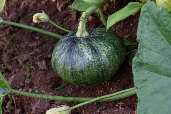 The fresh pumpkin — Stock Photo, Image