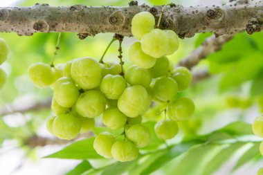 taze yıldız bektaşi üzümü