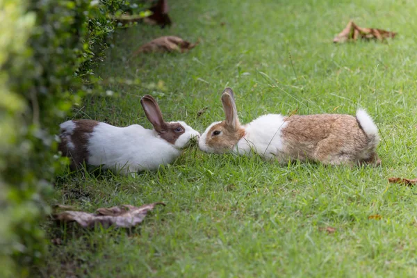 Rabbit on field — Stock Photo, Image
