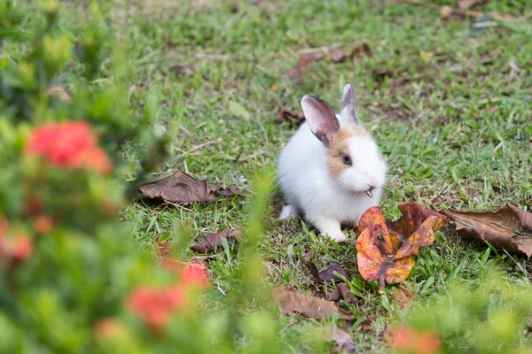 Lapin sur le champ — Photo