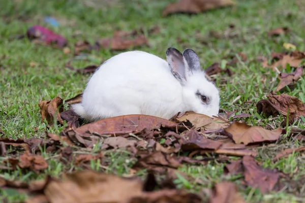 Lapin sur le champ — Photo