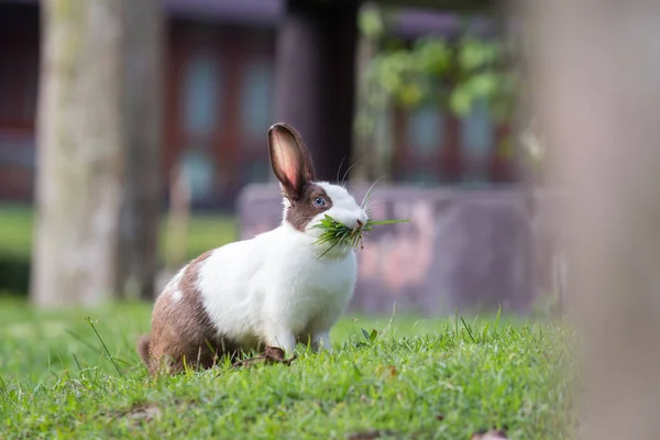 Кролика на полі — стокове фото