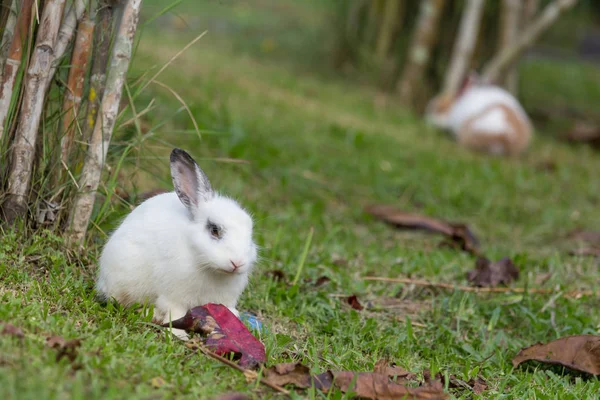 Lapin sur le champ — Photo