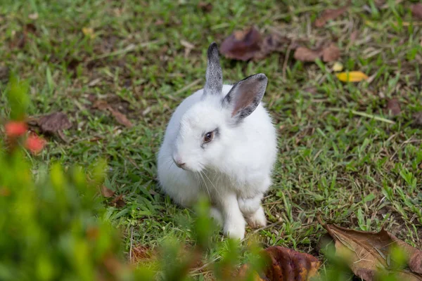 Lapin sur le champ — Photo