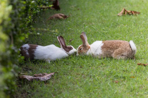 Coniglio sul campo — Foto Stock