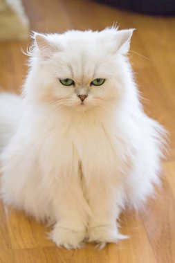 Beyaz İran Kedilerinden