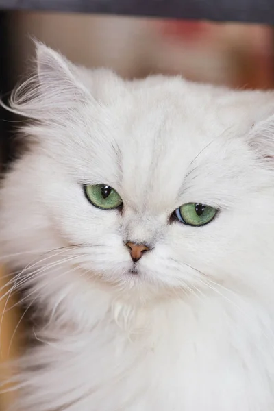 White Persian cats — Stock Photo, Image