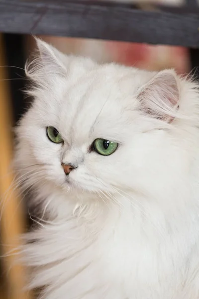 Білий Кішки персидські — стокове фото