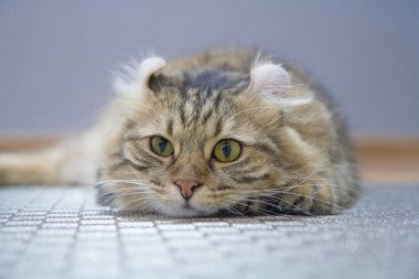 Amerikalı kıvırmak kedi