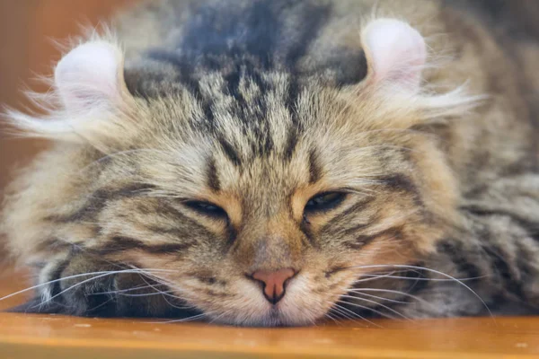 Американський Curl кішка — стокове фото