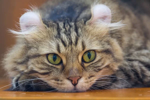 Americký curl kočka — Stock fotografie