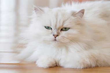 Beyaz İran Kedilerinden