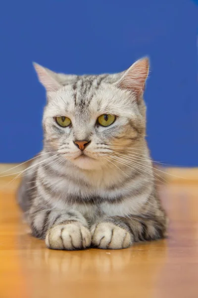 American Shorthair gato — Fotografia de Stock