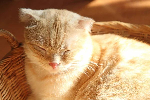 Scottish shorthair cat — Stock Photo, Image