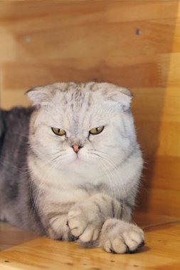 sevimli Britanya ile ilgili stenografi