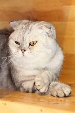 sevimli Britanya ile ilgili stenografi