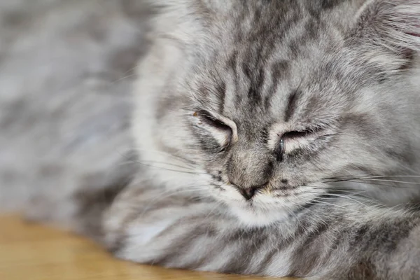 American Curl cat — Stock Photo, Image