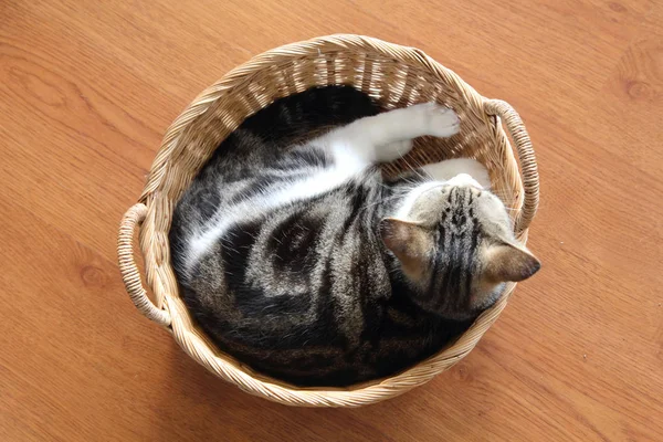Scottish Shorthair gato — Foto de Stock