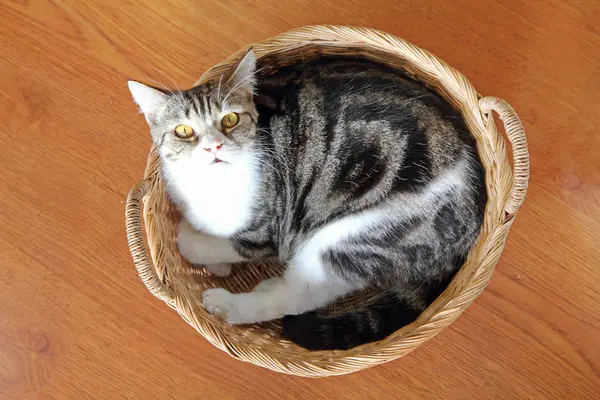 Scottish Shorthair gato — Foto de Stock
