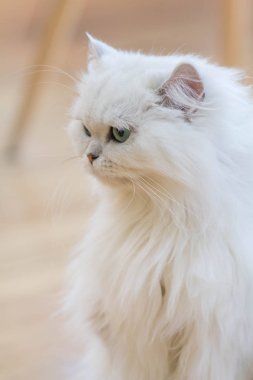 Güzel beyaz İran Kedilerinden