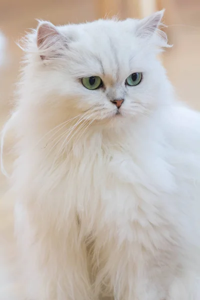 Schöne weiße Perserkatzen — Stockfoto