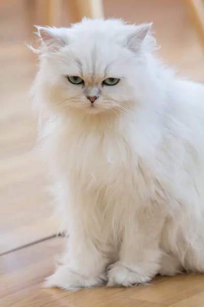 Schöne weiße Perserkatzen — Stockfoto