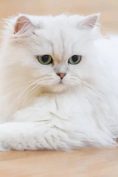 Lovely White Persian cats — Stock Photo, Image