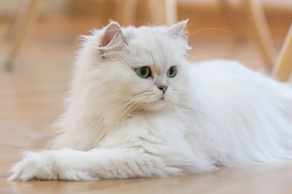 Милые белые персидские кошки — стоковое фото
