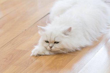 Beyaz İran Kedilerinden