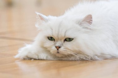 Beyaz İran Kedilerinden