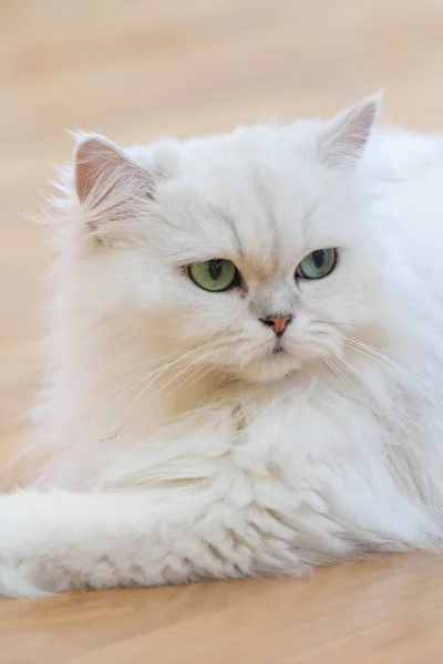 Gatos brancos persas — Fotografia de Stock