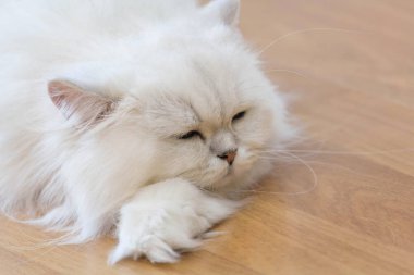 Beyaz İran Kedilerinden