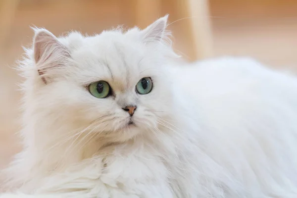 Fehér Perzsa macska — Stock Fotó
