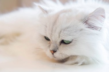 Beyaz İran Kedilerinden