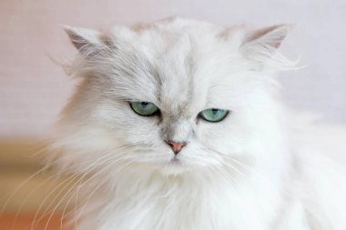 Beyaz İran Kedilerinden