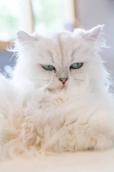 แมวเปอร์เซียสีขาว — ภาพถ่ายสต็อก