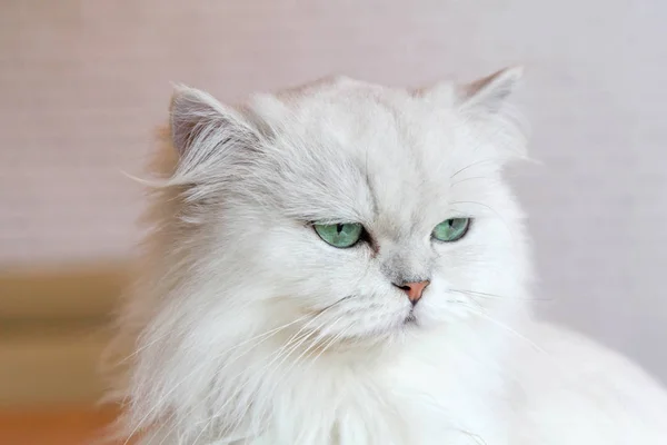 Gatos brancos persas — Fotografia de Stock