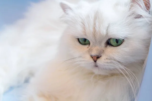 Белые персидские кошки — стоковое фото