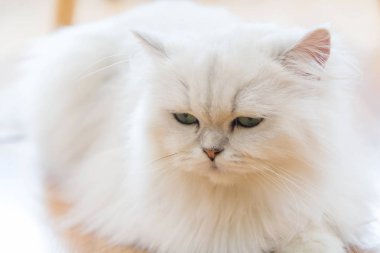 Beyaz İran Kedilerinden