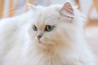 Beyaz İran Kedilerinden