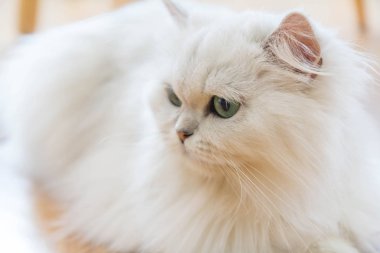 Beyaz İran Kedilerinden