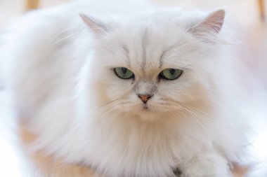 Beyaz İran Kedilerinden