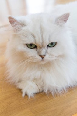 Beyaz İran Kedilerinden