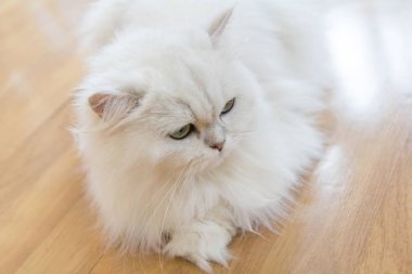 Beyaz İran Kedilerinden