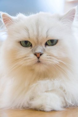 Beyaz İran Kedilerinden