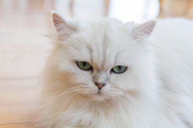 Beyaz İran Kedilerinden