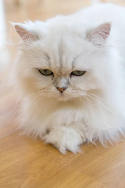 White Persian cats — Stock Photo, Image