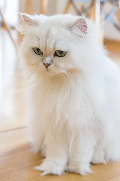แมวเปอร์เซียสีขาว — ภาพถ่ายสต็อก