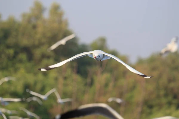 Gaivota voando no céu — Fotografia de Stock