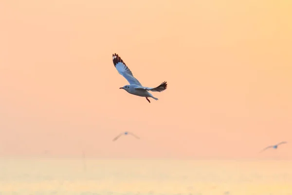 Gaviota volando en el cielo —  Fotos de Stock